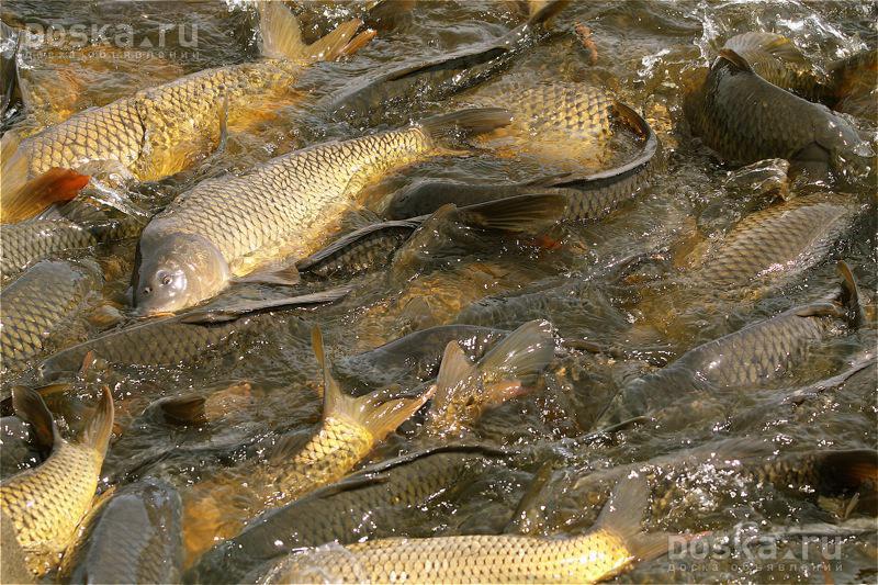 Производство живой товарной рыбы на Дону увеличилось вдвое