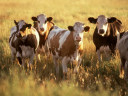Эмкар – опасное заболевание крупного рогатого скота