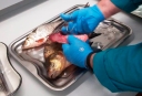 Повышение квалификации специалиста испытательного центра в области паразитологических методов диагностики болезней рыб