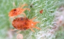 Карантинный вредитель - Красный томатный паутинный клещ