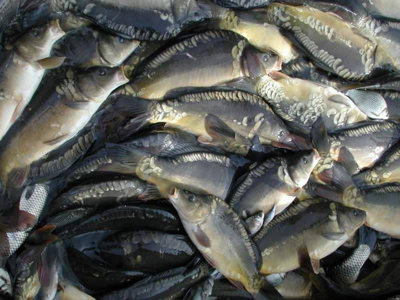 Благополучная зимовка – залог здоровья товарной рыбы