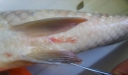 Филометроидоз – заболевание карповых рыб