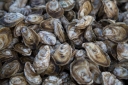 Сверлящие губки – перфораторы раковин моллюсков