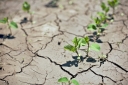Понятие и причины деградации почв