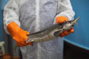 Болезни осетровых рыб при их выращивании в рыбхозах