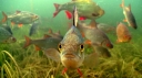 Атрофия и дистрофия у рыб: причины возникновения и меры предотвращения 