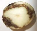 Бактериологическая кольцевая гниль – болезнь картофеля