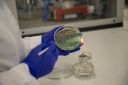 Микробиологи испытательной лаборатории Астраханского филиала подтвердили свою компетентность