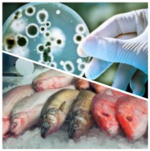 Организация производственного контроля за распространением листерий на предприятиях рыбной отрасли  