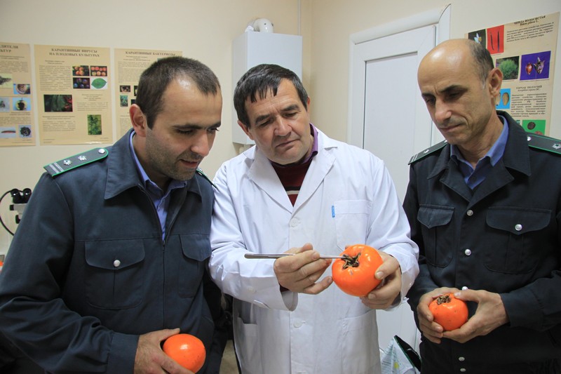 О фитосанитарном контроле импортных фруктов и овощей в Республике Дагестан