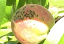 Карантинный вредитель – Персиковая плодожорка