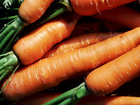 И вновь семена моркови показали низкую всхожесть
