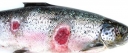 Фурункулез - одно из наиболее опасных заболеваний лососевых рыб