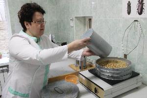 Более 930 тысяч тонн зерна исследовано специалистами Астраханского филиала в 2020 году