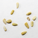 В продовольственной пшенице обнаружены семена опасного карантинного сорняка – горчака ползучего
