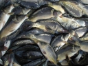 Производство живой товарной рыбы на Дону увеличилось вдвое