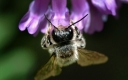Аспергиллез – грибковое заболевание пчел