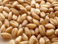 Семена пшеницы не соответствуют посевному стандарту по чистоте 