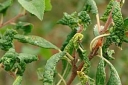 Вирус скручивания листьев черешни