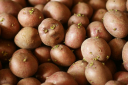 Регистрация сортовых посевов картофеля в Астраханской области