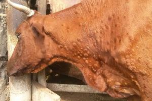 Что необходимо знать о нодулярном дерматите крупного рогатого скота?