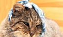 Актиномикоз кошек: причины, симптомы, лечение