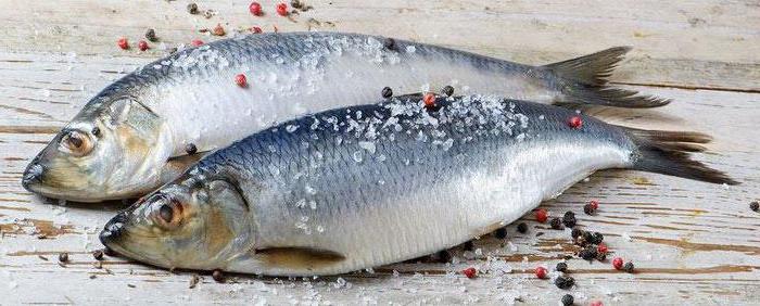 Гистеротиляциоз рыб — заразные болезни, общие для человека и животных