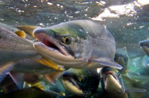 Ветеринарные правила по борьбе с бранхиомикозом рыб