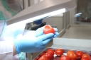 Обнаружение Вируса коричневой морщинистости плодов томата в импортной партии томатов