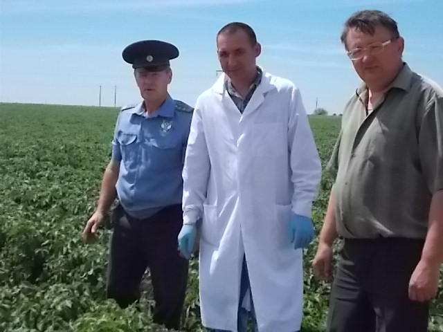 В Астраханской области идет мониторинг карантинных вредителей на полях