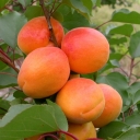 Ароматный летний фрукт – абрикос, полезен для организма