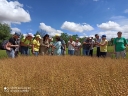 Агрономы Астраханского филиала повысили квалификацию по вопросам апробации сортовых посевов семян зерновых и зернобобовых
