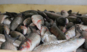 Ветеринарно-санитарное  обследование   предприятия рыбного промысла в Астраханской области