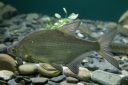 Специалисты рассказывают о «чернильном» заболевании рыб или постодиплостомозе