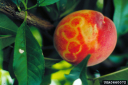 Вироид латентной мозаики персика