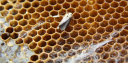 Восковая моль – враг медоносных пчел