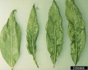 Черавирус рашпилевидности листьев черешни