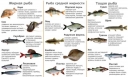 Классификация рыбы по жирности
