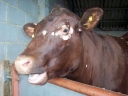 Ветеринарные врачи Ростовского референтного центра Россельхознадзора рассказали о трихофитии крупного рогатого скота