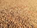 На территории Волгоградской области в партии пшеницы обнаружены семена горчака ползучего 