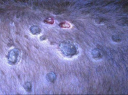 Заразный узелковый (нодулярный) дерматит крупного рогатого скота