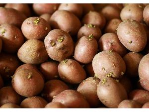 Предпосадочная подготовка семенного картофеля