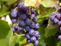 Как уберечь виноград от болезней и вредителей?