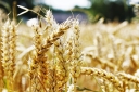 На территории Волгоградской области обнаружена партия пшеницы, засоренная семенами горчака 