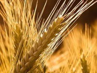 О выявлении альфа-циперметрина в образце пшеницы продовольственной