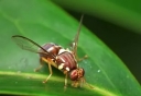 Дынная муха опасна — информация для сельхозтоваропроизводителей