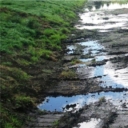 Ремедиация почв – совокупность биологических и химических технологий очистки почв от антропогенного загрязнения