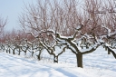 Советы садоводам: что можно сделать для защиты плодовых деревьев зимой