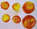 Опасное заболевание яблони и айвы – пролиферация яблони 