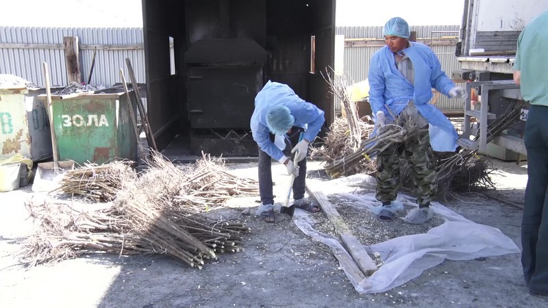 Специалистами Астраханского филиала на импортных саженцах персика выявлена шарка сливы